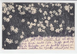 AK Montreux, Les Avants, Les Narcisses, 1902 - Picture 1 of 2