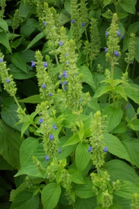 Chia Seeds, Herb, Salvia hispanica, NON-GMO, Variety Sizes Sold, FREE SHIPPING - Picture 1 of 2