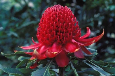 WARATAH 2 SEEDS TELOPEA SPECIOSISSIMA STRIKING NATIVE EXTRA-LARGE BLOOMS - Image 1 of 3