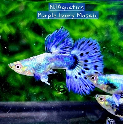 Mosaico de marfil púrpura cría de guppies adultos - 1 trío - 1M/2F - vendedor de EE. UU. Foto 1 de 4