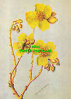 L194292 Cochlospermum fraseri Planch. Cochlospermaceae. No. 44. Alison M. Ashby.