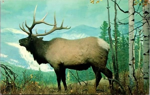 American Wapiti or Elk Exhibit Postcard Denver, Colorado City Park Denver Museum - Picture 1 of 5