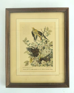 Druck Vintage Gravur gerahmt Carolina Turteltaube Nr. 4 A.P.P. CO., 1937 KLEIN - Bild 1 von 7