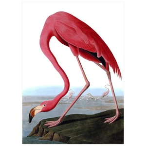 John J Audubon American Flamingo FRIDGE MAGNET, Birds of America Mini Gift - Picture 1 of 7