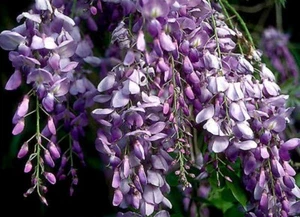 BLUE CHINESE WISTERIA LIVE PLANT HEIRLOOM PURPLE FLOWERS 1 to 2 ft. ROOTED VINES - Picture 1 of 3