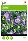 Buzzy Seeds 005295 Karpaten-Glockenblume Blau (Glockenblumensamen)