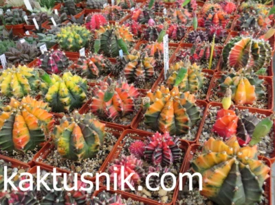 Gymnocalycium mihanovichii f.variegata mix 1000 seds  sharvest 2025 - Image 1 of 4