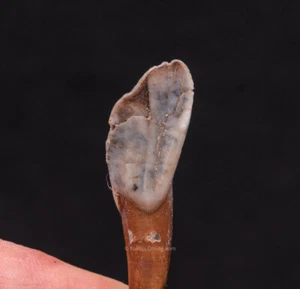 Fine Fossil Palaeolama Camel Incisor SW Florida      1175 - Picture 1 of 3