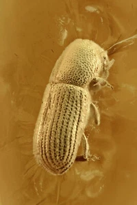 BARK BEETLE Scolytinae rara inclusione fossile Ambra Baltica 16x7x4 mm Coleotter - Imagen 1 de 3