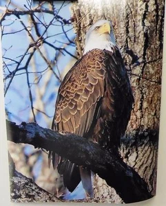 Weißkopfseeadler - WOW!, 11x14 signiertes Foto - Bild 1 von 1