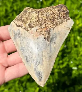 Indonesian Megalodon Sharks Tooth HUGE 4.25” Fossil Serrated Megladon Indonesia - Picture 1 of 12