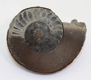 Ammonit, Pleuroceras sp, Jura, Pliensbach, Reichenschwand, Deutschland-L563 - Picture 1 of 6