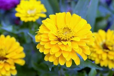 SEEDVILLE USA 250 Yellow CANARY BIRD ZINNIA Elegans Flower Seeds