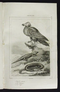 1839, SARDINIA = Wildlife of Sardinia = NUORO.IGLESIAS Steel.Le Chevalier - Picture 1 of 1