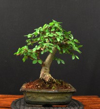 Bonsai Tanne In Bonsai Baume Gunstig Kaufen Ebay