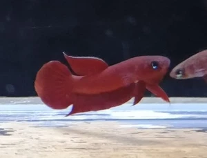 Live Betta Fish Rutilan Pair Limited Qty - Picture 1 of 1