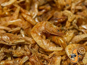 50g Chubby Dried River Shrimp Natural Fish Food Koi Terrapin Turtle Cichild - Picture 1 of 5