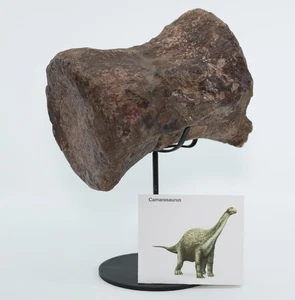 Camarasaurus Dinosaur Fossil Vertebra 5.5" 139mm 3051g Colorado CO COA 7127 - Picture 1 of 14