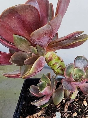 Quality Hybrid Red Color Echeverial Succulent Plant Cluster 4 Rossets 5" W 4" H  - Image 1 of 4