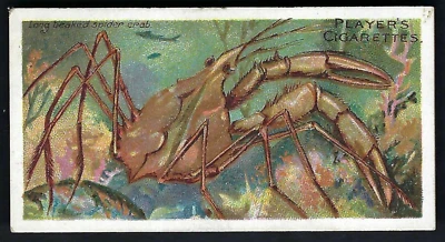 PLAYER - WONDERS OF THE DEEP - #13 SPIDER CRAB - Image 1 of 2