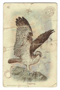 Osprey Arm & Hammer Bird Card New Series of Birds #12 1908 - Picture 1 of 2