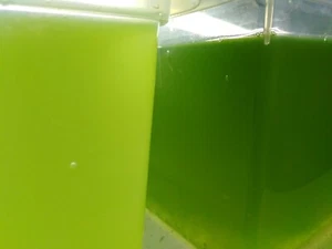 Chlorella vulgaris, Zuchtansatz+ANLEITUNG.Futter f. Daphnia,Moina,etc. 1,2 Liter - Bild 1 von 10