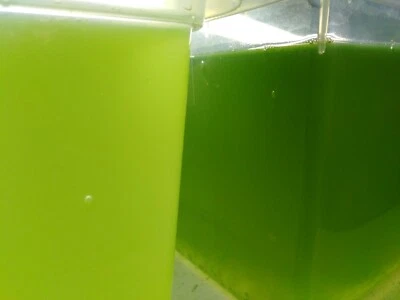 Chlorella vulgaris, Zuchtansatz+ANLEITUNG.Futter f. Daphnia,Moina,etc. 1,2 Liter - Bild 1 von 4