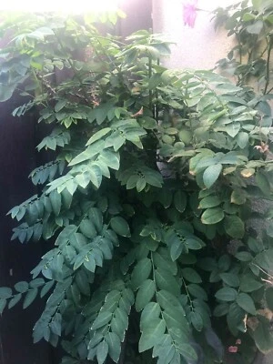 (5) Cuttings 8” Katuk Sauopus Androgynus Star Gooseberry Vegetable Organic Grown - Image 1 of 4