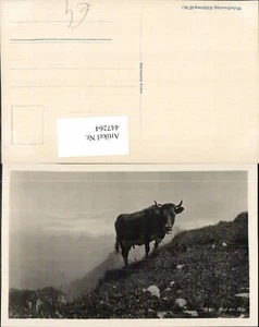 447264,Auf der Alp Alm Kuh Rind Tier Bergkulisse - Picture 1 of 1