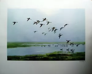 Peter Scott - Pintails On A Hazy Day - Signed By Sir Peter Scott - Print Only - Picture 1 of 9