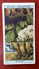(A79) WILLS’s “FLOWERING TREES & SHRUBS” Card No 19