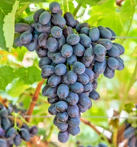 100+ Cerny Crystal Grape  Seedss (Vitis vinifera) Table Grape - Picture 1 of 8