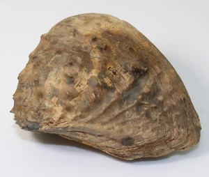 Conchiglia, Myophorella lusitanica, Giura, Oxford, Torres Vedras, Portogallo -x278 - Foto 1 di 7