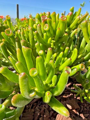 "1 planta viva/grande - dedos delgados, planta suculenta de jade Crassula Ovata, 15"" de ancho" Foto 1 de 4