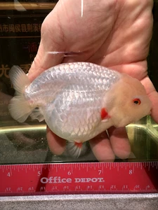 Show-Grade Special Lemon-Head Ranchu Goldfish - Picture 1 of 3