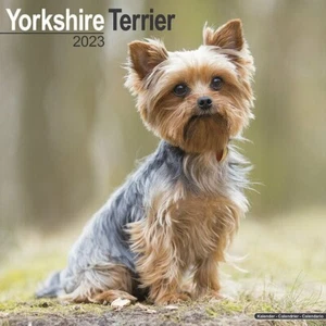 Calendrier 2023 - YORKSHIRE - Foto 1 di 2