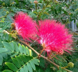 Albizia Julibrissin var Rosea - 25 Seeds - Pink Silk Tree - Picture 1 of 1