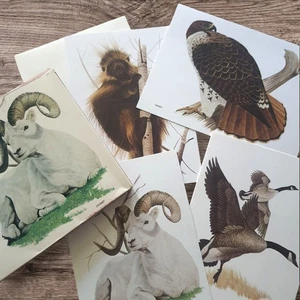 Vintage 1980 Lot 4 leere Tier Grußkarten American Wildlife Eberhart aktuell - Bild 1 von 10