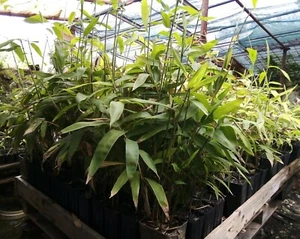Pianta Bambù Gigante Moso piantina Phyllostachys Edulis Pubescens bamboo 40cm - Foto 1 di 5