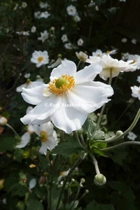 Japanese Anemone Flowers Photo Mounted Print A4/A3 poster A5 Greetings Cards - Picture 1 of 12