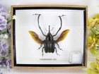 Cyrtorachelux dux. -  beau, énorme insecte - en vitrine 3D - qualité musée