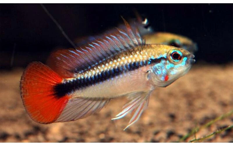 1 PAIR 🌊 Apistogramma sp. "Rio Mamoré" – Rare & Colorful Dwarf Cichlid - Image 1 of 1