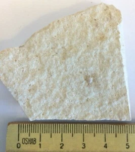 Saccocoma pectinata Fossil Crinoide Seelilie Solnhofen Jura Deutschland - Bild 1 von 1