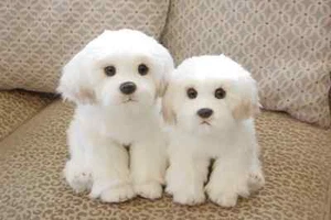 Cute Maltese Plush Toy Puppy Dog Simulation Pet Fluffy Baby Dolls Birthday Gifts - Picture 1 of 13