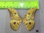 Uasa 01 A And  A  Aurivillius Triramis Butterfly Butterflies