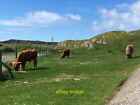 Photo 6X4 Cattle On Iona Baile Mòr  C2019