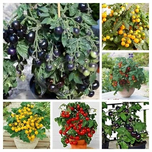 COLORFUL DWARF TOMATO PACKAGE from 6 variety - 30+ seeds - Samen - V 186 - Picture 1 of 6