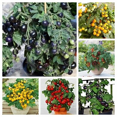COLORFUL DWARF TOMATO PACKAGE from 6 variety - 30+ seeds - Samen - V 186 - Image 1 of 4