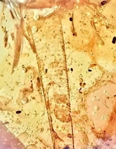 RARE! LIZARD TAIL HANDS CLAWS & SKIN🌟 Burmite Amber Fossil Insect DINOSAUR AGE - Picture 1 of 14
