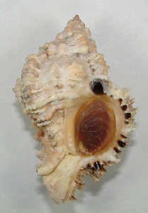 MUREX OCULATUS 64,32mm SUPER CHOICE SPECIMEN off Barra, Salvador, Bahia, Brasilien - Bild 1 von 2